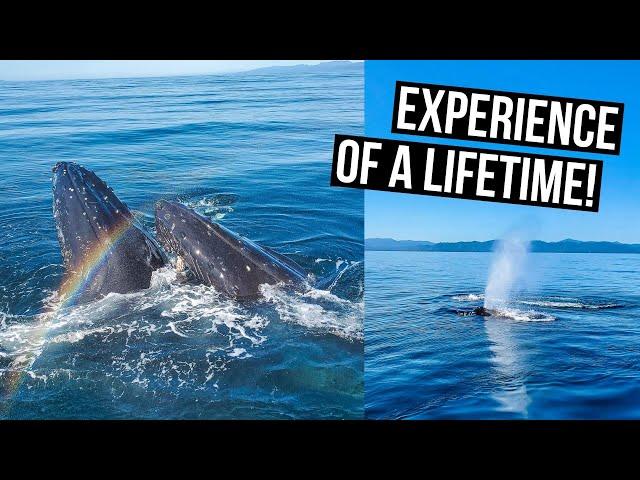 Whale Watching Tour in Victoria, BC & 7 Whale Watching Tips