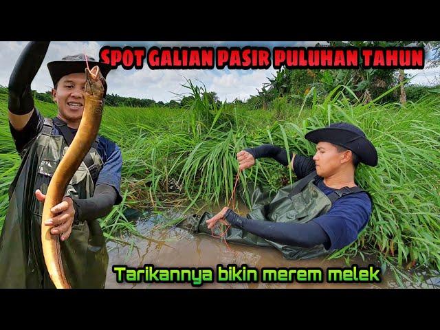 Bikin Betah! Pesta Strike Belut Besar Penghuni Galian Pasir | Eel Fishing