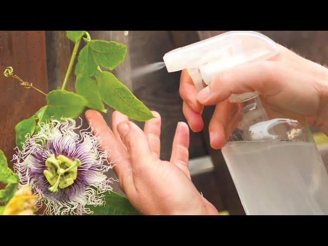 Castile Soap Spray for Garden Pests