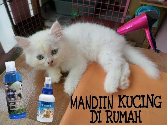 Cara Memandikan Anak Kucing Sekaligus Membasmi Kutu dan Jamur | #CAT1