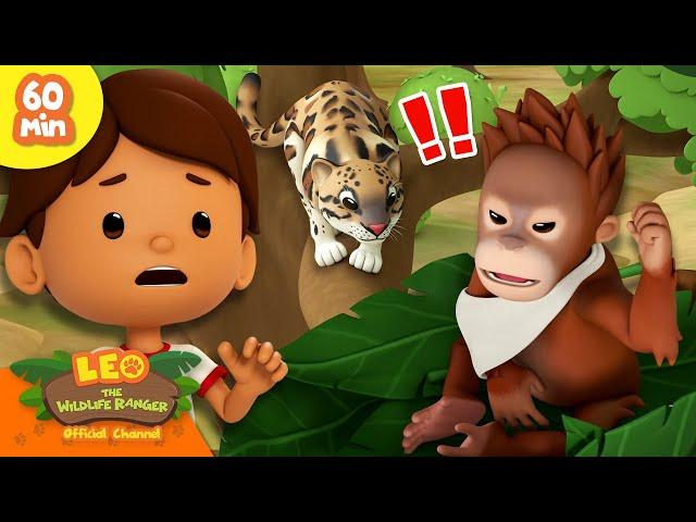 Protect the Baby Orangutan!  | Endangered Animals | Leo the Wildlife Ranger | Kids Cartoons