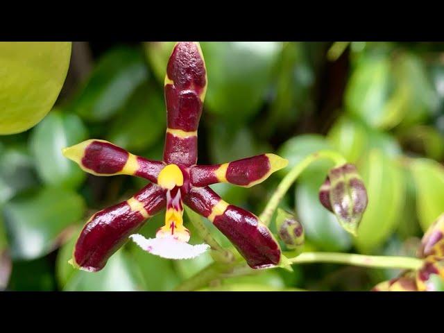 Обзор орхидей в марте.Третий эпизод.Phalaenopsis philippinensis, bronze maiden,manii black и другие