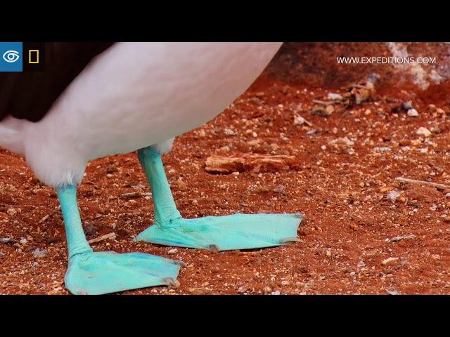 Dance of the Blue-Footed Booby | Galápagos | Lindblad Expeditions-National Geographic