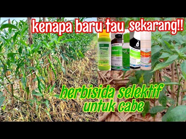 5 OBAT RUMPUT UNTUK CABE!! HERBISIDA SELEKTIF CABE