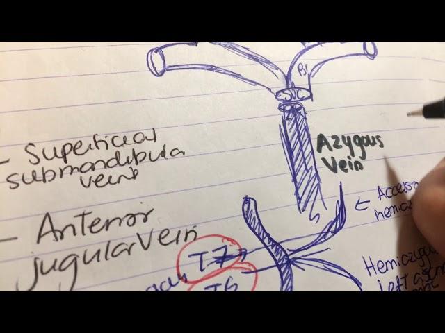 Brachiocephalic vein. Vs azygous vein. Internal jugular vein