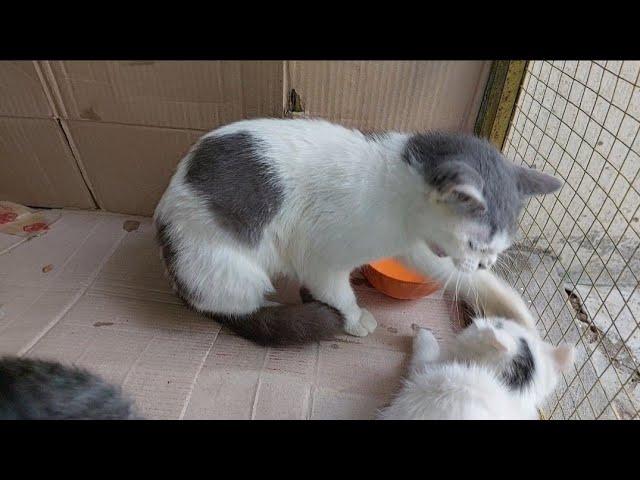 Mother Cat Attacking Her Own Kittens Not Allowing Them To Eat