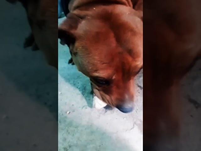 APBT asmr / bajo tu propio riesgo XD usar audífonos