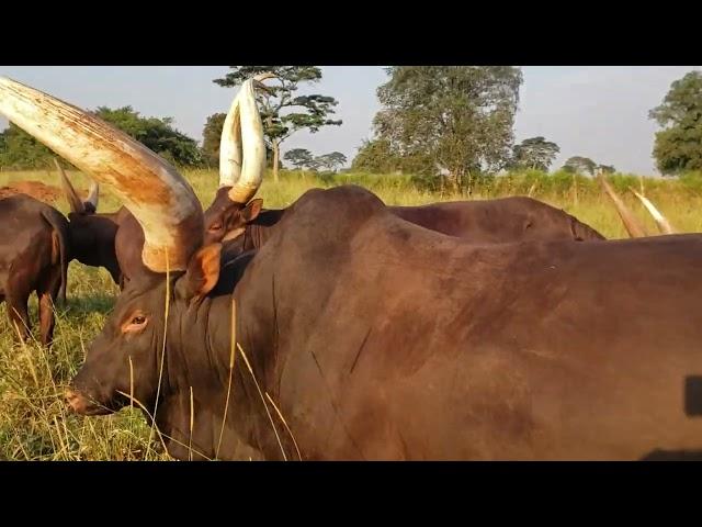 MIGHTY ANKOLE BULL