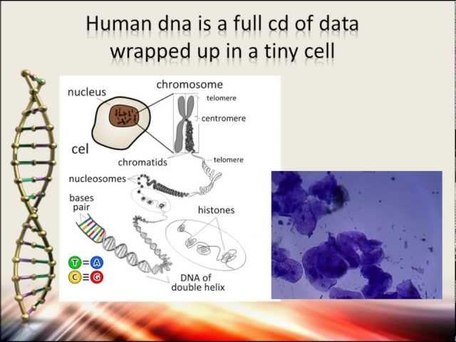 Comparing Human and Chimpanzee DNA