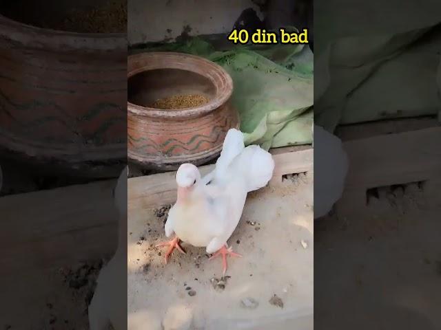 Amazing growth of white pigeon #pigeon #youtubeshorts #viralvideo #shortsfeed #short #viral