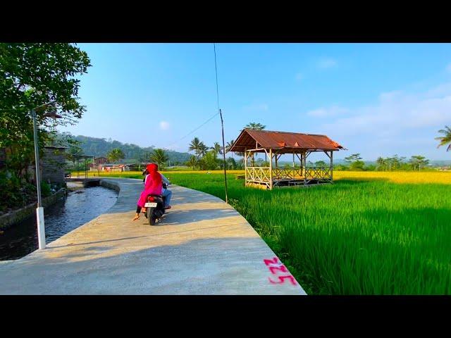 SIAPA YANG TAK BETAH, HIDUP DAMAI DI DESA TENGAH SAWAH, AIR MELIMPAH