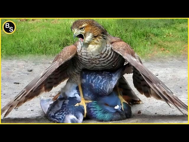 20 Cruelest Birds of Prey Hunting Moments