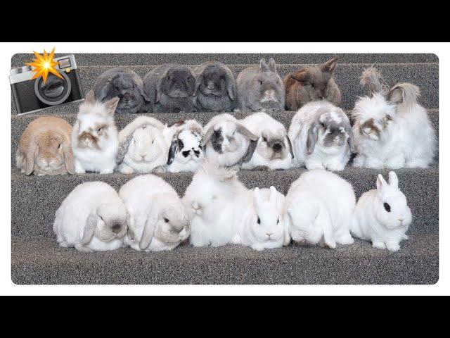 How to photograph a group of bunnies? 