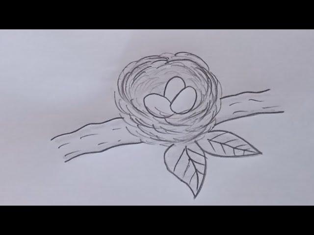 how to draw bird's nest|bird nest drawing step by step