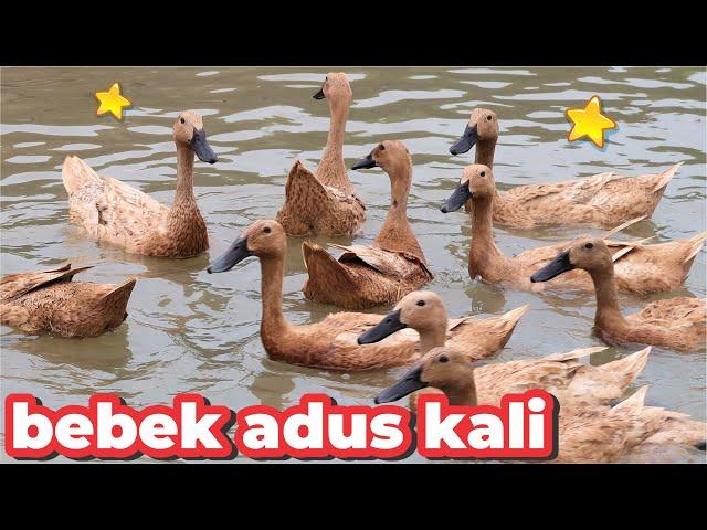 BEBEK ADUS KALI AYAH , BEBEK BERENANG APA , DUCKS SWIMMING IN TUB , LAGU BEBEK ADUS KALI