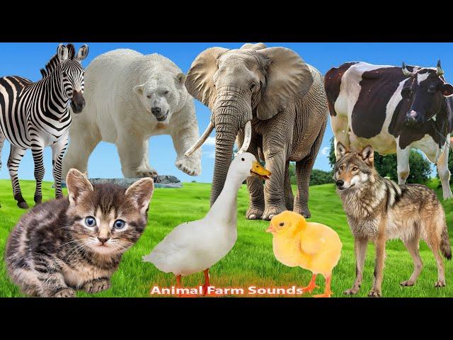 Animal Sounds : Cat, Dog, Chicken, Cow, Duck, Fish, Birds, Elephant, Monkey - Animal sounds