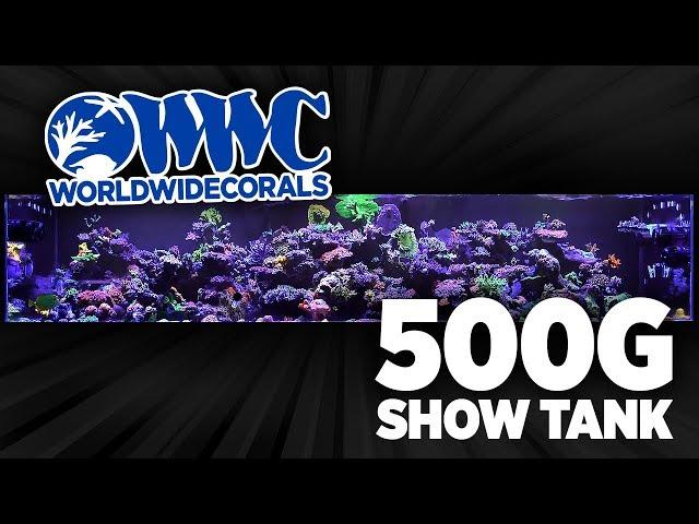 500g Show Tank Reef Aquarium at World Wide Corals