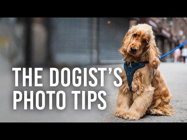 5 Dog Photography Tips with The Dogist