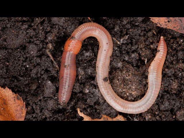 Phylum Annelida Part 1: General Characteristics