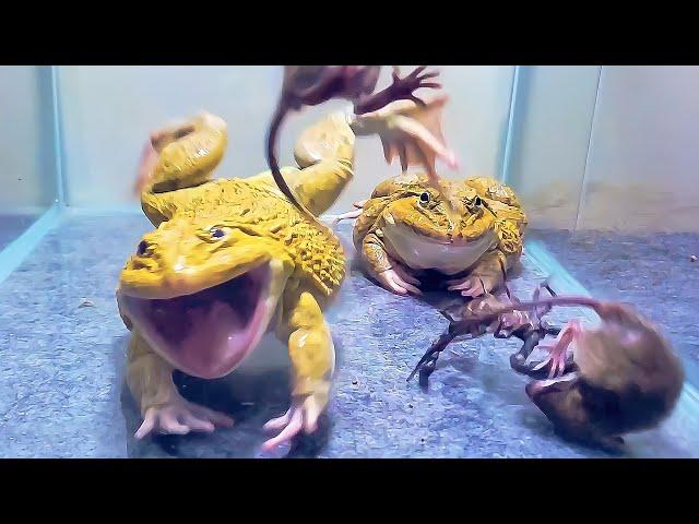 Giant Bullfrog Eats Big Scorpion And Mouse! Asian Bullfrog Live Feeding