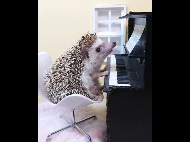 Hedgehog play piano