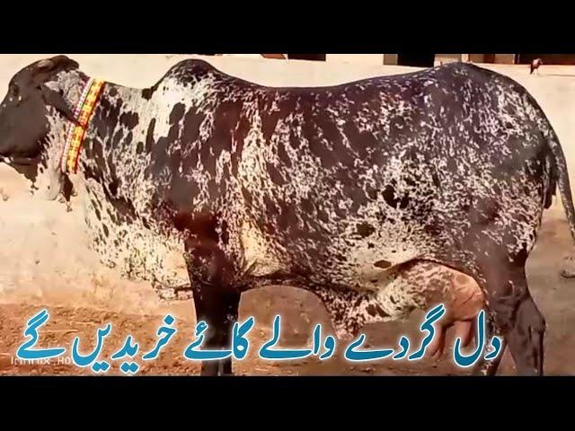 Quailty Cholistani Cows Abluk Cows low price Cows for In pakistan||Super tv farming