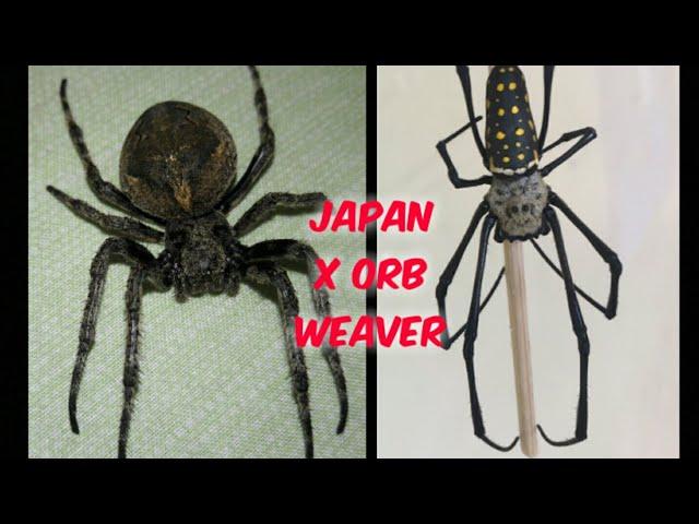 Japan and Australian Golden Orb Weaver spider - Go all out