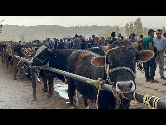 Tergachi mol bozori semiz boqma va yosh buqalar narhlari 6.09.2024yil