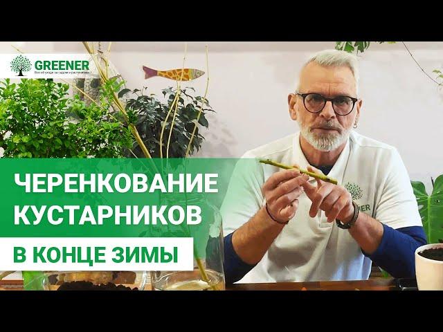 ГОТОВИМСЯ К ВЕСНЕ. Черенкование кустарников. СУПЕРСПОСОБ от эксперта!