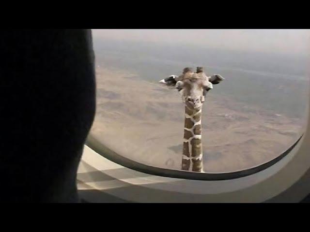 Top 5 Giraffe