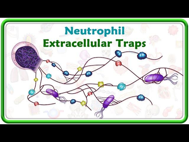 Neutrophil Extracellular Traps (Nets)