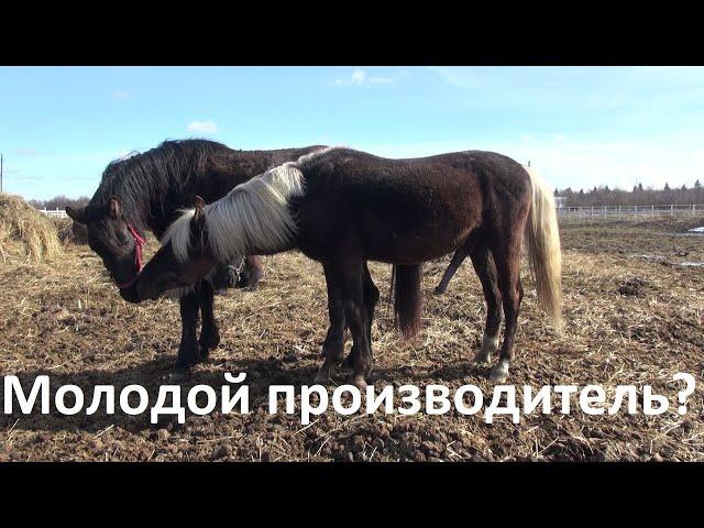 Спаривание  лошадей  и  получение потомства