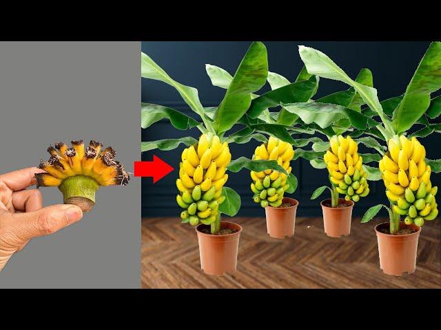 DON'T THROW IT AWAY, unique technique to propagate banana plants at home quickly