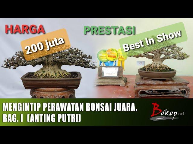 MENGINTIP PERAWATAN BONSAI  JUARA. Bag. I  (anting putri)