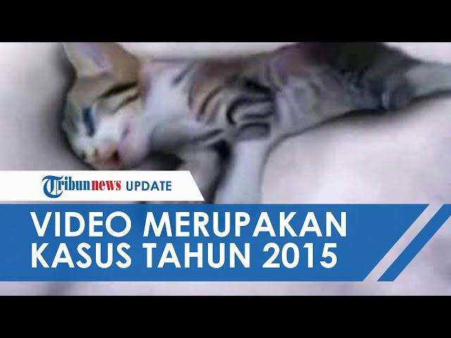 Baru-baru Ini Viral, Video Anak Kucing Diinjak 3 Wanita hingga Mati Ternyata Terjadi Tahun 2015