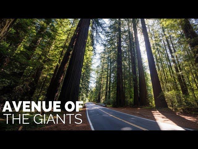 Avenue of the Giants: One of California's Best Drives