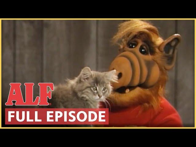 ALF Becomes a Cat Person! | ALF | FULL Episode: S4 Ep9