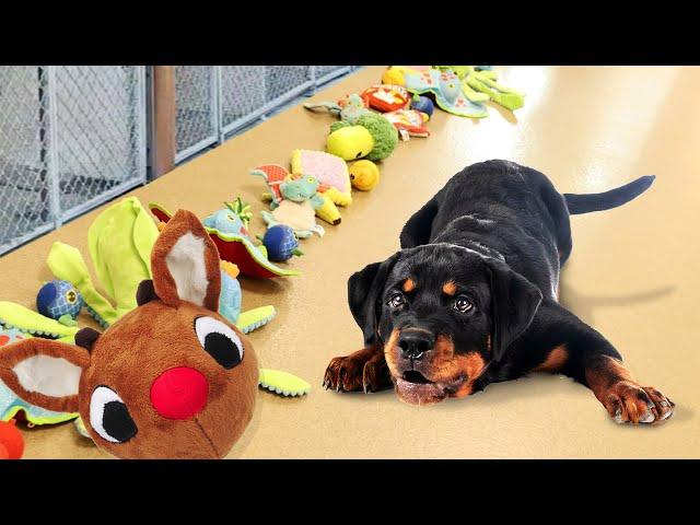 Letting Shelter Dogs Pick their Christmas Presents!