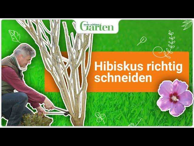 Hibiskus schneiden: Wann und wie wird’s gemacht?