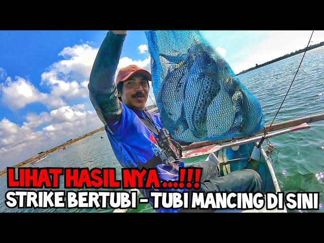 STRIKE BERTUBI - TUBI.IKAN DISINI GANAS MENYAMBAR UMPAN.