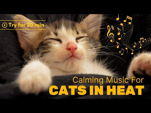 Music For Cats In Heat (Calming Sound To Relax Your Kitty) TESTED