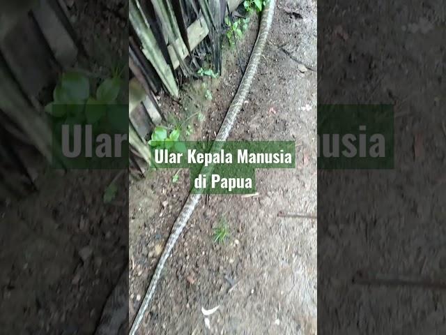 Ular Kepala Manusia di Papua