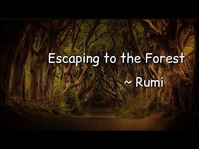 Escaping to The Forest.     ~Rumi | Dervish | Rumipoems  | Rumi quote | Rumi poetry | meditation