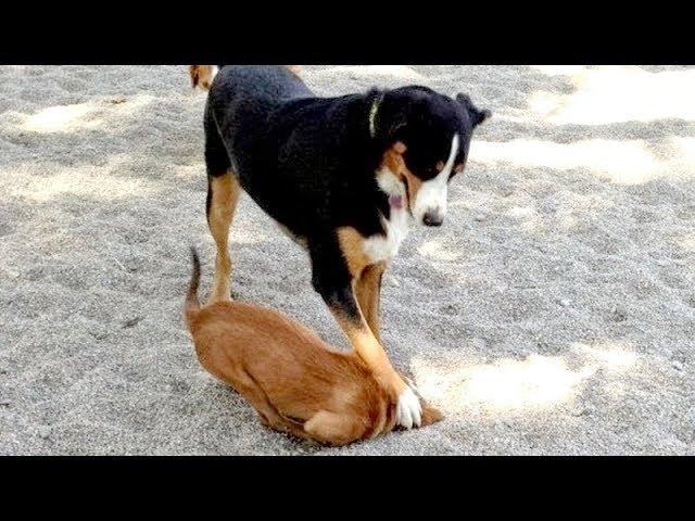 Just look at ALL THE WAYS how DOGS DIG HOLES - You have NO IDEA HOW FUNNY THIS IS!