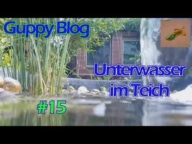 Guppy Blog Folge #15 | Unterwasser_füttern_Temperaturen | Guppys vom Aquarium bis Teich 2017