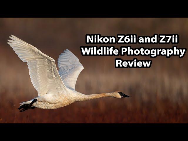 Nikon Z6ii and Z7ii Wildlife Photography Review