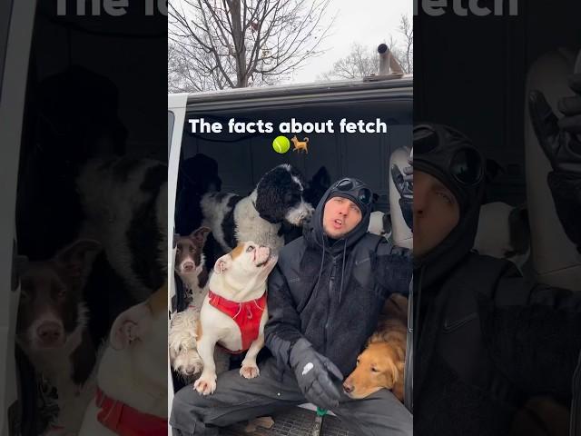 The facts about fetch. What do you think? #dog #dogtraining #dogpsychology