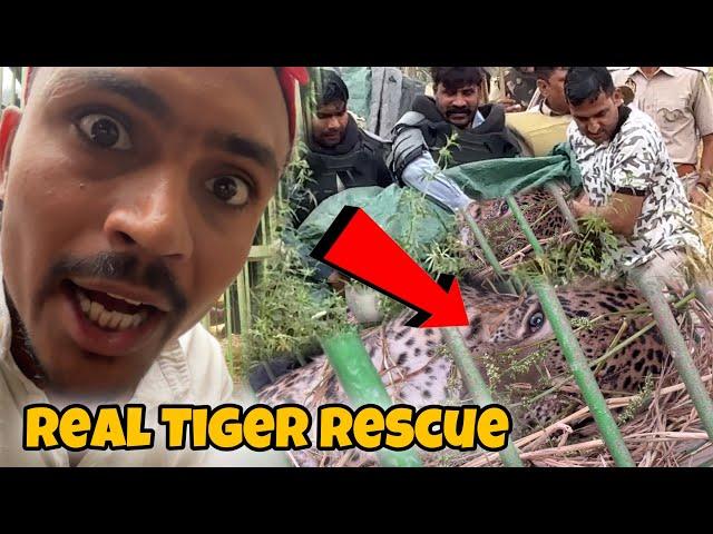 Real Tiger Rescue Kiya Ramala Me  Jaan Bachani Muskil