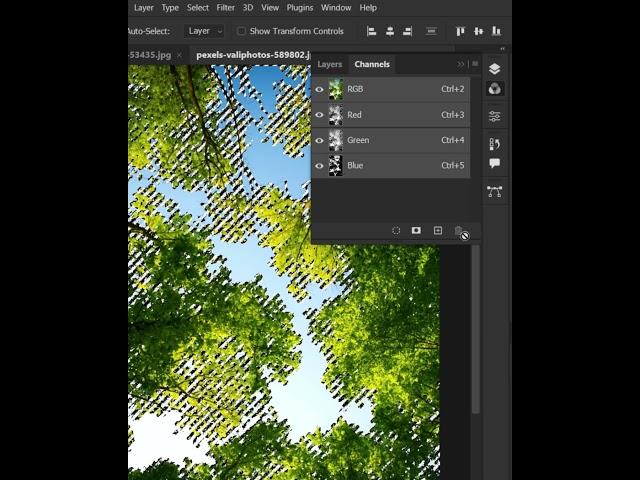 Remove Tree's Background in Photoshop 2023