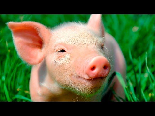 Смешные поросята - Funny pigs - Подборка приколов